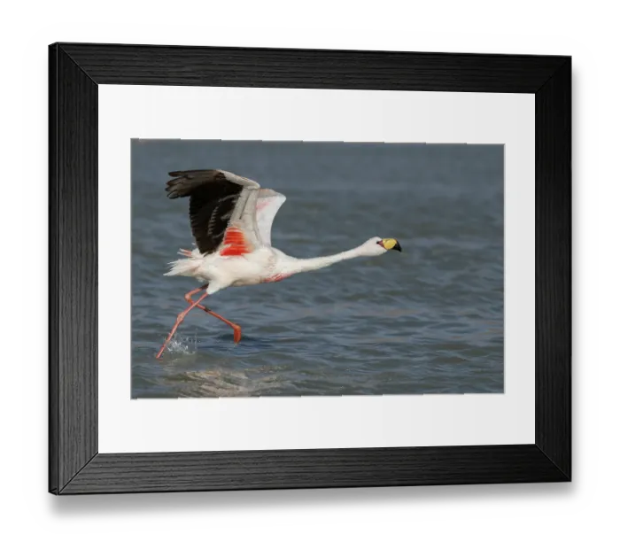 Framed Print : James's flamingo (Phoenicoparrus jamesi) taking flight from lake, Laguna Hedionda, Altiplano, Bolivia Framed Print : James's flamingo (Phoenicoparrus jamesi) taking flight from lake, Laguna Hedionda, Altiplano, Bolivia