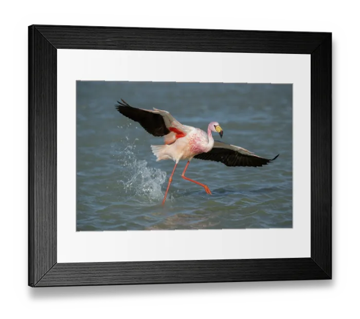 Framed Print : RF - James's flamingo (Phoenicoparrus jamesi) running on lake surface, taking flight, Laguna Hedionda, Altiplano, Bolivia