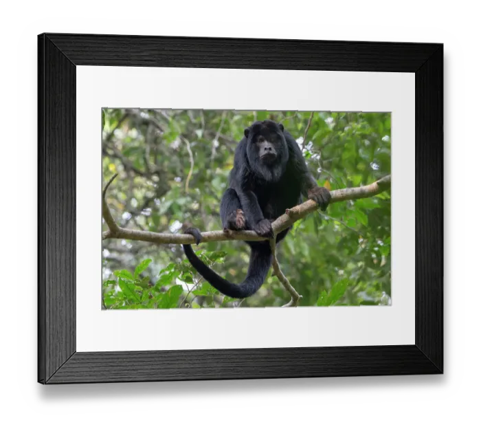 Framed Print : RF - Black howler monkey (Alouatta caraya) male, sitting in tree, Pampas del Yacuma, El Beni, Bolivia. (This image may be licensed either as rights managed or royalty free.) Framed Print : RF - Black howler monkey (Alouatta caraya) male, sitting in tree, Pampas del Yacuma, El Beni, Bolivia. (This image may be licensed either as rights managed or royalty free.)