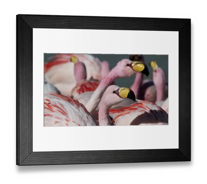 Framed Print : RF - James's flamingos (Phoenicoparrus jamesi) flock, portrait, Laguna Hedionda, Altiplano, Bolivia. (This image may be licensed either as rights managed or royalty free.) Framed Print : RF - James's flamingos (Phoenicoparrus jamesi) flock, portrait, Laguna Hedionda, Altiplano, Bolivia. (This image may be licensed either as rights managed or royalty free.)