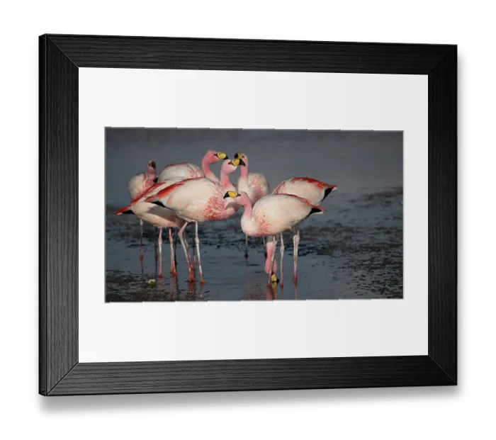 Framed Print : Group of James's flamingos (Phoenicoparrus jamesi) in freshwater inlet of Laguna Colorada, Eduardo Avaroa Andean Fauna National Reserve, Bolivia Framed Print : Group of James's flamingos (Phoenicoparrus jamesi) in freshwater inlet of Laguna Colorada, Eduardo Avaroa Andean Fauna National Reserve, Bolivia
