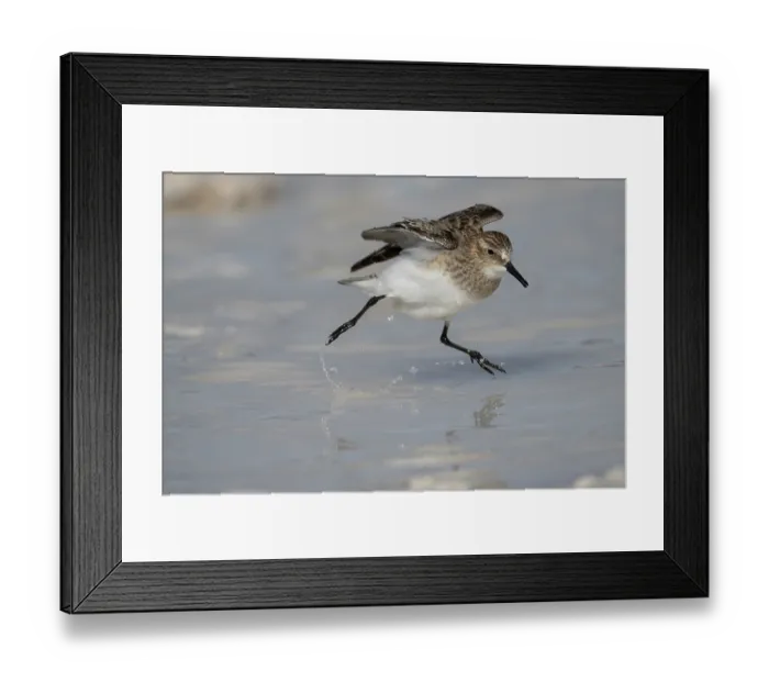 Framed Print : Baird's sandpiper (Calidris bairdii) running on water surface, Eduardo Avaroa Andean Fauna National Reserve, Bolivia Framed Print : Baird's sandpiper (Calidris bairdii) running on water surface, Eduardo Avaroa Andean Fauna National Reserve, Bolivia