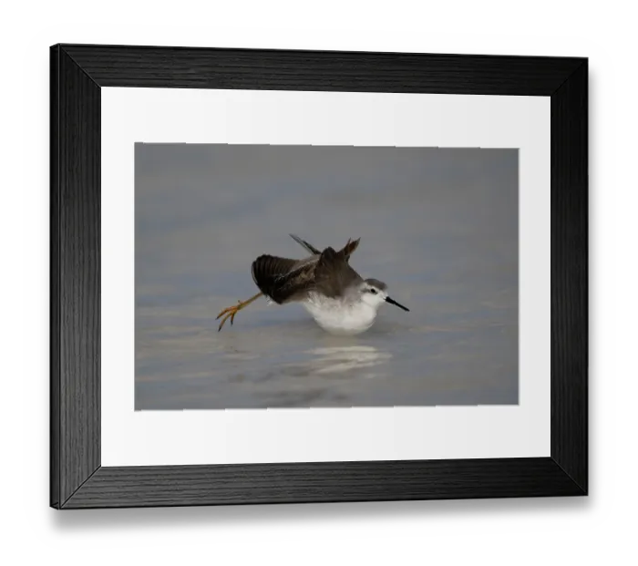 Framed Print : Wilson's phalarope (Phalaropus tricolor) on water, Eduardo Avaroa Andean Fauna National Reserve, Bolivia Framed Print : Wilson's phalarope (Phalaropus tricolor) on water, Eduardo Avaroa Andean Fauna National Reserve, Bolivia