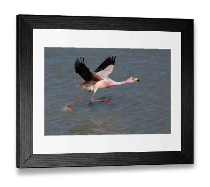 Framed Print : James's flamingo (Phoenicoparrus jamesi) taking flight from lake surface, Laguna Hedionda, Altiplano, Bolivia Framed Print : James's flamingo (Phoenicoparrus jamesi) taking flight from lake surface, Laguna Hedionda, Altiplano, Bolivia