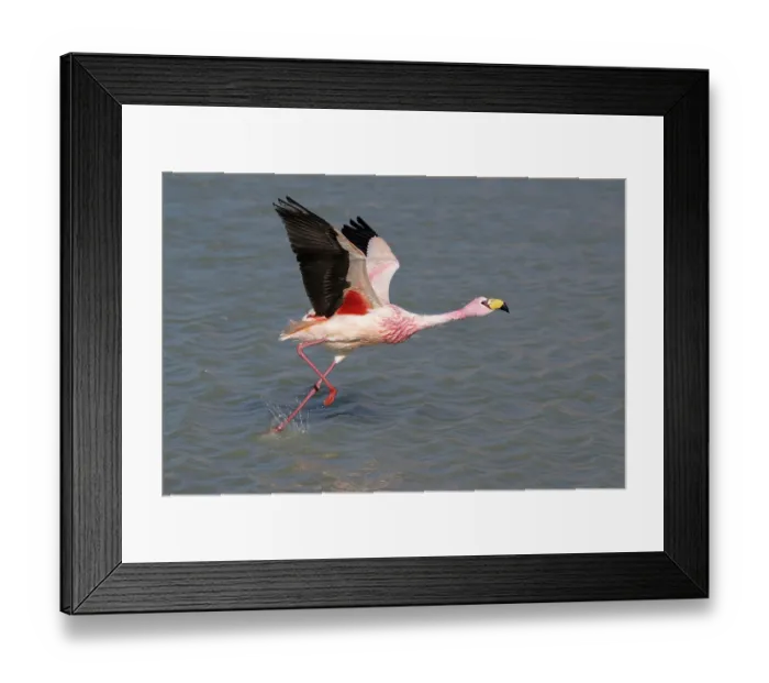 Framed Print : James's flamingo (Phoenicoparrus jamesi) taking flight from lake surface, Laguna Hedionda, Altiplano, Bolivia Framed Print : James's flamingo (Phoenicoparrus jamesi) taking flight from lake surface, Laguna Hedionda, Altiplano, Bolivia