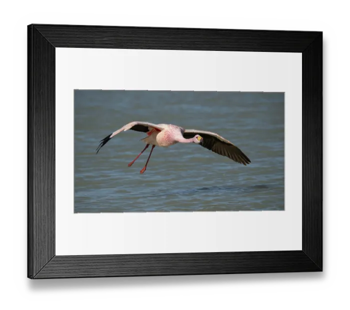 Framed Print : James's flamingo (Phoenicoparrus jamesi) taking flight from lake surface, Laguna Hedionda, Altiplano, Bolivia Framed Print : James's flamingo (Phoenicoparrus jamesi) taking flight from lake surface, Laguna Hedionda, Altiplano, Bolivia