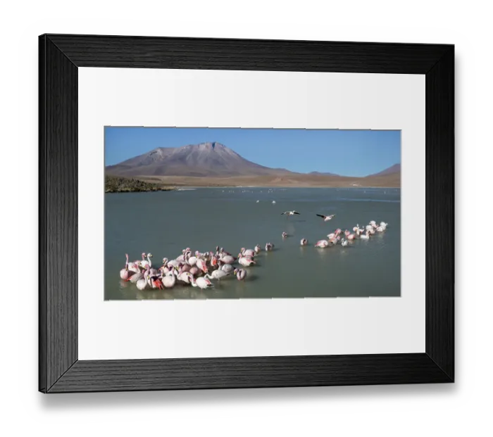 Framed Print : James's flamingos (Phoenicoparrus jamesi) flock drinking and bathing in freshwater inlet near western bank of Laguna Hedionda, Altiplano, Bolivia Framed Print : James's flamingos (Phoenicoparrus jamesi) flock drinking and bathing in freshwater inlet near western bank of Laguna Hedionda, Altiplano, Bolivia
