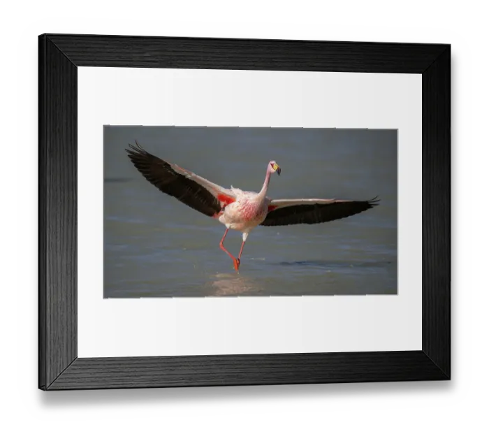 Framed Print : James's flamingo (Phoenicoparrus jamesi) taking flight from lake surface, Laguna Hedionda, Altiplano, Bolivia Framed Print : James's flamingo (Phoenicoparrus jamesi) taking flight from lake surface, Laguna Hedionda, Altiplano, Bolivia