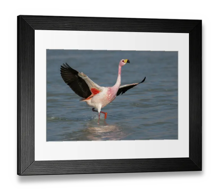 Framed Print : James's flamingo (Phoenicoparrus jamesi) spreading wings, preparing to take flight, Laguna Hedionda, Altiplano, Bolivia Framed Print : James's flamingo (Phoenicoparrus jamesi) spreading wings, preparing to take flight, Laguna Hedionda, Altiplano, Bolivia