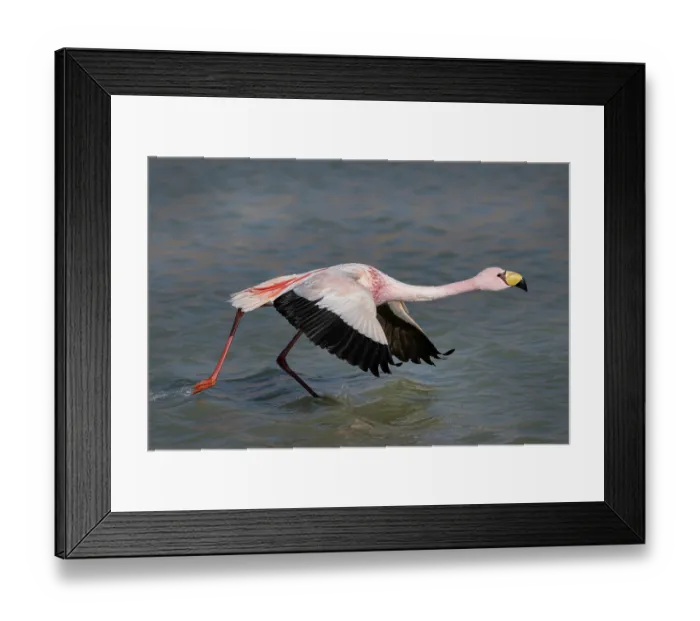 Framed Print : James's flamingo (Phoenicoparrus jamesi) taking flight from lake, Laguna Hedionda, Altiplano, Bolivia Framed Print : James's flamingo (Phoenicoparrus jamesi) taking flight from lake, Laguna Hedionda, Altiplano, Bolivia