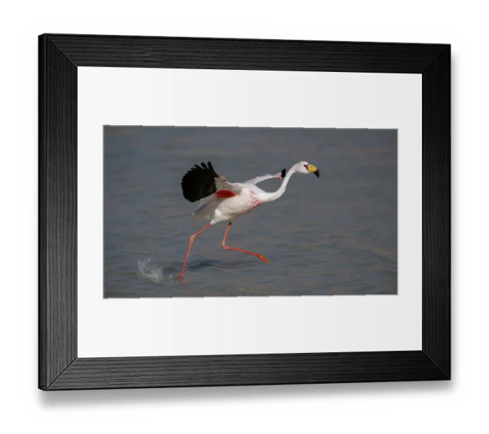 Framed Print : James's flamingo (Phoenicoparrus jamesi) taking flight from lake surface, Laguna Hedionda, Altiplano, Bolivia