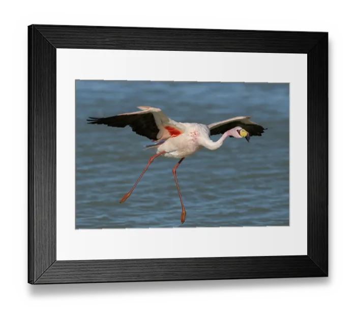 Framed Print : James's flamingo (Phoenicoparrus jamesi) taking flight from lake, Laguna Hedionda, Altiplano, Bolivia Framed Print : James's flamingo (Phoenicoparrus jamesi) taking flight from lake, Laguna Hedionda, Altiplano, Bolivia