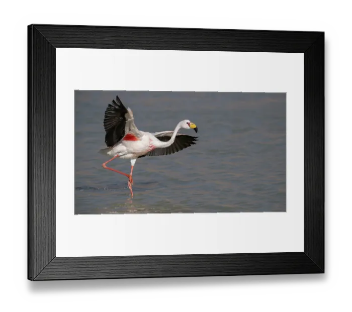 Framed Print : RF - James's flamingo (Phoenicoparrus jamesi) standing in lake spreading wings, Laguna Hedionda, Altiplano, Bolivia Framed Print : RF - James's flamingo (Phoenicoparrus jamesi) standing in lake spreading wings, Laguna Hedionda, Altiplano, Bolivia