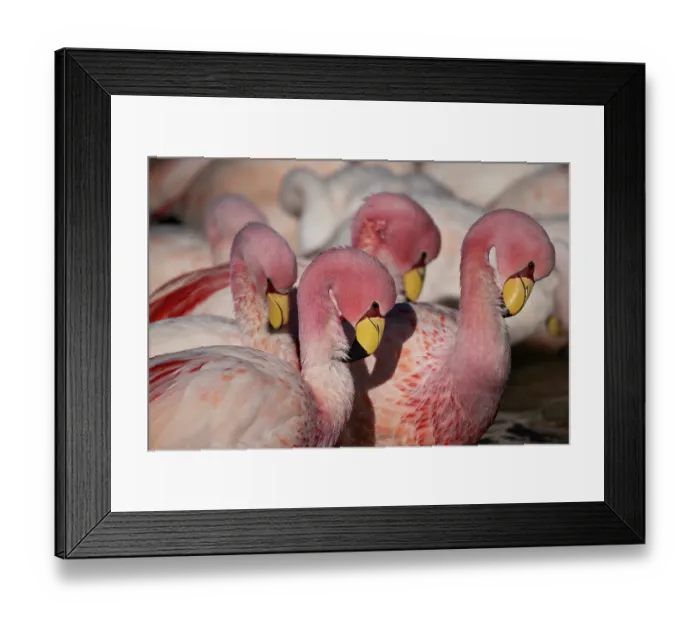 Framed Print : James's flamingos (Phoenicoparrus jamesi) flock, roosting, Laguna Hedionda, Altiplano, Bolivia