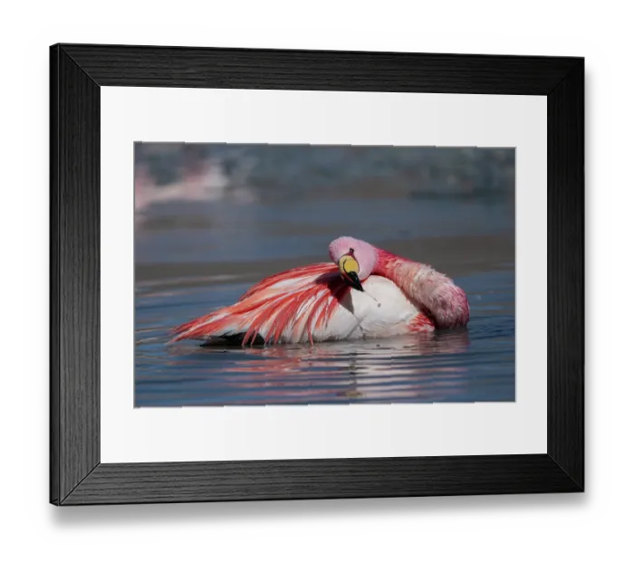 Framed Print : James's flamingo (Phoenicoparrus jamesi) bathing in lake, Laguna Hedionda, Altiplano, Bolivia Framed Print : James's flamingo (Phoenicoparrus jamesi) bathing in lake, Laguna Hedionda, Altiplano, Bolivia