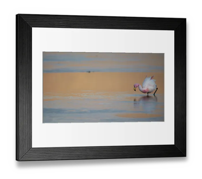 Framed Print : James's flamingo (Phoenicoparrus jamesi) wading in lake with reflection of western mountain ridge in early morning, Laguna Hedionda, Altiplano, Bolivia Framed Print : James's flamingo (Phoenicoparrus jamesi) wading in lake with reflection of western mountain ridge in early morning, Laguna Hedionda, Altiplano, Bolivia