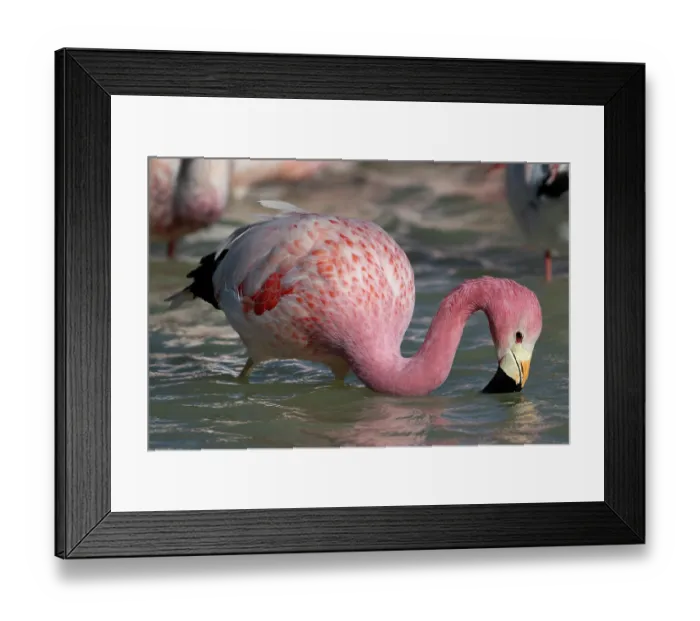 Framed Print : Andean flamingo (Phoenicoparrus andinus) feeding in lake, Laguna Hedionda, Altiplano, Bolivia Framed Print : Andean flamingo (Phoenicoparrus andinus) feeding in lake, Laguna Hedionda, Altiplano, Bolivia