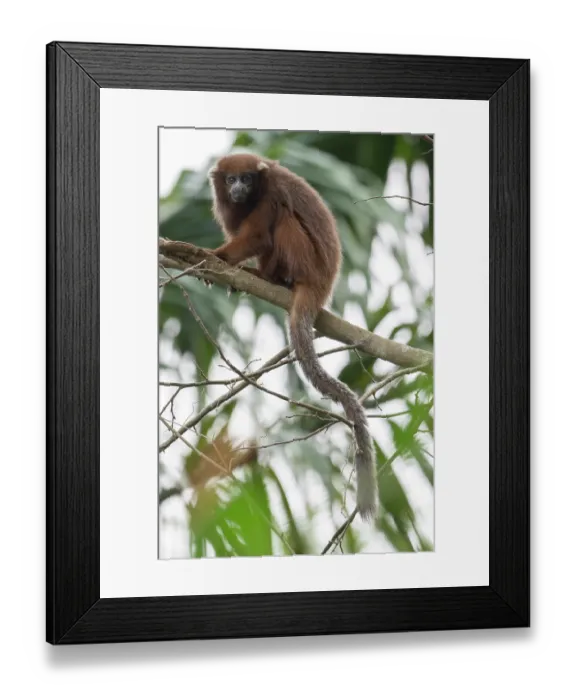 Framed Print : Rio Beni titi monkey (Plecturocebus modestus) sitting in tree, Aguaisal, El Beni, Bolivia. Endangered Framed Print : Rio Beni titi monkey (Plecturocebus modestus) sitting in tree, Aguaisal, El Beni, Bolivia. Endangered