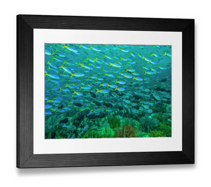 Framed Print : RF - Huge school of Blue and yellow fusiliers (Caesio teres) with a smaller school of Yellowmask surgeonfish (Acanthurus mata) Framed Print : RF - Huge school of Blue and yellow fusiliers (Caesio teres) with a smaller school of Yellowmask surgeonfish (Acanthurus mata)