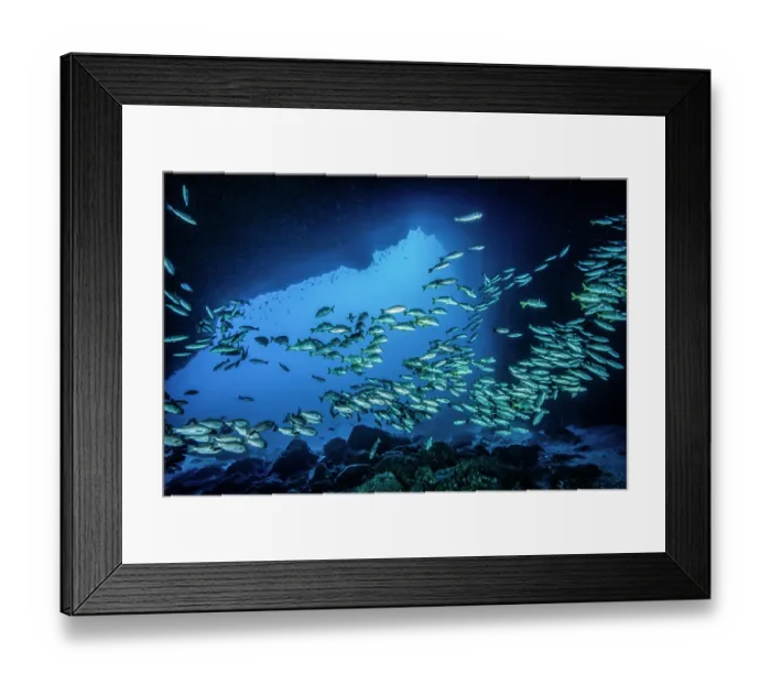 Framed Print : School of Jordan's snappers (Lutjanus jordani) with Yellowtail grunts (Anisotremus interruptus) swimming in underwater cavern. Dos Amigos, Cocos Island, Costa Rica, Pacific Ocean Framed Print : School of Jordan's snappers (Lutjanus jordani) with Yellowtail grunts (Anisotremus interruptus) swimming in underwater cavern. Dos Amigos, Cocos Island, Costa Rica, Pacific Ocean
