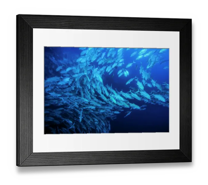 Framed Print : Schooling Bigeye jacks (Caranx sexfasciatus), Cocos Island, Costa Rica, Pacific Ocean Framed Print : Schooling Bigeye jacks (Caranx sexfasciatus), Cocos Island, Costa Rica, Pacific Ocean