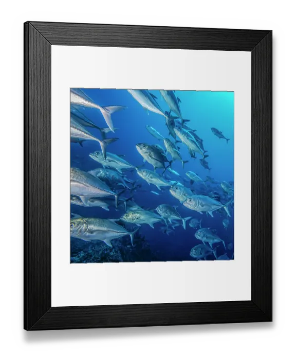 Framed Print : Schooling Bigeye jacks (Caranx sexfasciatus), Cocos Island, Costa Rica, Pacific Ocean Framed Print : Schooling Bigeye jacks (Caranx sexfasciatus), Cocos Island, Costa Rica, Pacific Ocean