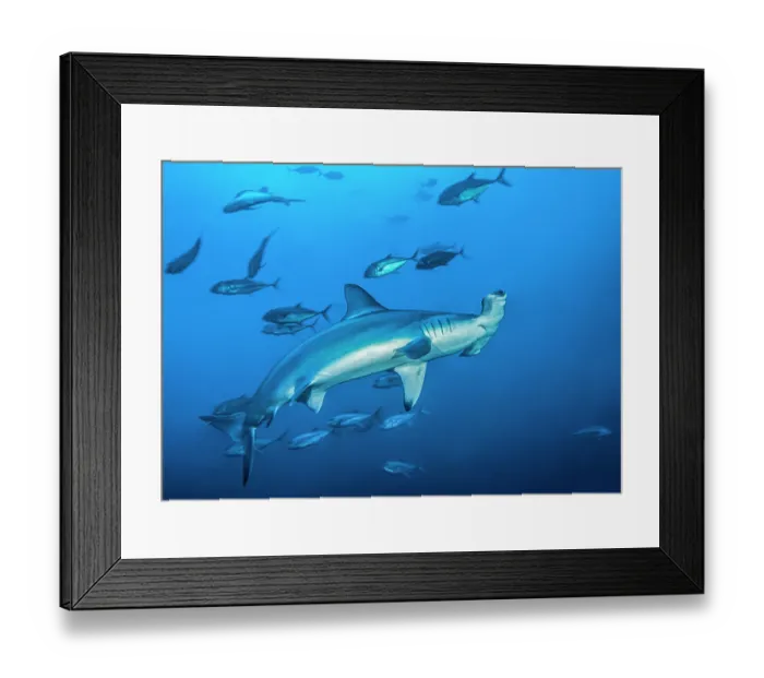Framed Print : RF - Scalloped hammerhead shark (Sphyrna lewini) swimming with Bigeye jacks (Caranx sexfasciatus), Cocos Island, Costa Rica, Pacific Ocean. Critically endangered Framed Print : RF - Scalloped hammerhead shark (Sphyrna lewini) swimming with Bigeye jacks (Caranx sexfasciatus), Cocos Island, Costa Rica, Pacific Ocean. Critically endangered