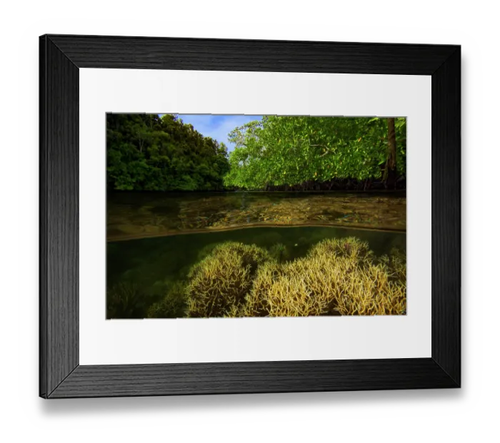 Framed Print : Split level view of Birds nest coral (Seriatopora hystrix) - a delicate, branching, hard coral that is found only in calm, protected lagoons and reef flats Framed Print : Split level view of Birds nest coral (Seriatopora hystrix) - a delicate, branching, hard coral that is found only in calm, protected lagoons and reef flats