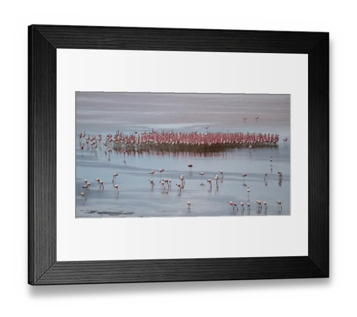 Framed Print : RF - Andean flamingos (Phoenicoparrus andinus) flock standing in shallow water, displaying, Laguna Colorada, Eduardo Avaroa Andean Fauna National Reserve, Bolivia Framed Print : RF - Andean flamingos (Phoenicoparrus andinus) flock standing in shallow water, displaying, Laguna Colorada, Eduardo Avaroa Andean Fauna National Reserve, Bolivia