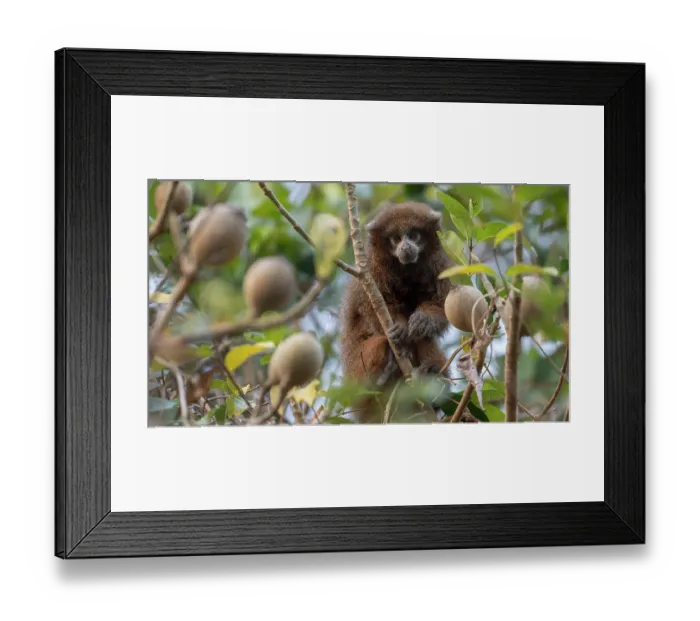 Framed Print : Rio Beni titi monkey (Plecturocebus modestus) sitting in tree, Aguaisal, El Beni, Bolivia. Endangered Framed Print : Rio Beni titi monkey (Plecturocebus modestus) sitting in tree, Aguaisal, El Beni, Bolivia. Endangered