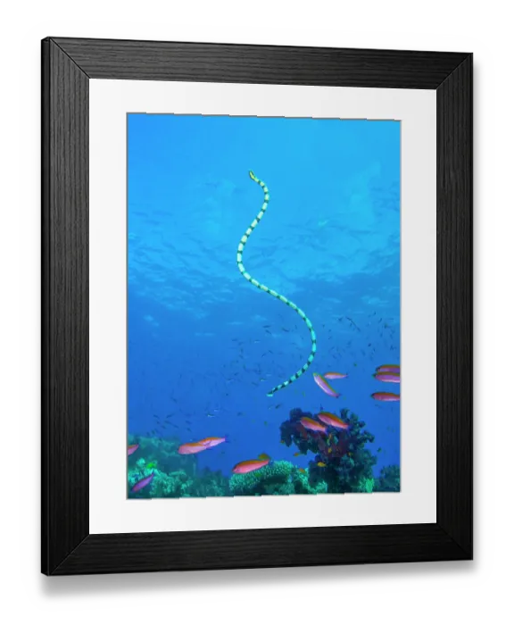 Framed Print : Banded sea krait (Laticauda colubrina) swimming over coral reef with Randall's anthias (Pseudanthias randalli) Framed Print : Banded sea krait (Laticauda colubrina) swimming over coral reef with Randall's anthias (Pseudanthias randalli)