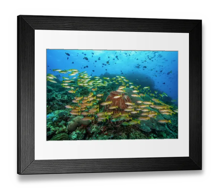 Framed Print : Large aggregation of Bigeye snappers (Lutjanus lutjanus) surrounding a reddish brown Barrel sponge (Xestospongia testudinaria) Framed Print : Large aggregation of Bigeye snappers (Lutjanus lutjanus) surrounding a reddish brown Barrel sponge (Xestospongia testudinaria)