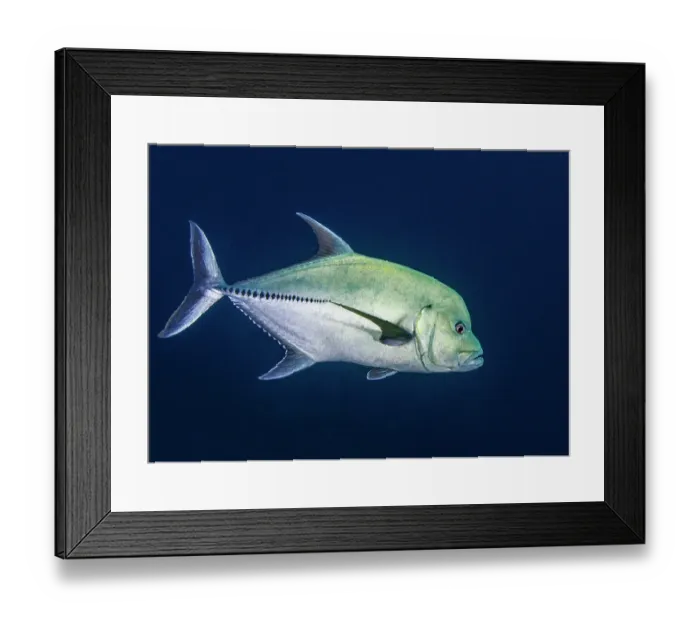 Framed Print : Black jack (Caranx lugubris) portrait, uncommon in the Eastern Pacific, it reaches a maximum length of at least 80cm / 3ft. Dirty Rock, Cocos Island, Costa Rica, Pacific Ocean