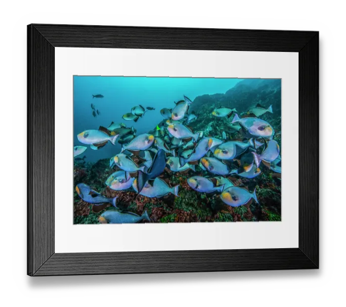 Framed Print : Large aggregation of Black triggerfish (Melichthys niger) probably for mating purposes, Cocos Island, Costa Rica, Pacific Ocean Framed Print : Large aggregation of Black triggerfish (Melichthys niger) probably for mating purposes, Cocos Island, Costa Rica, Pacific Ocean