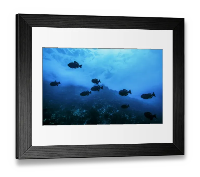 Framed Print : Black triggerfish (Melichthys niger) swimming over reef with breaking waves in the background, Cocos Island, Costa Rica, Pacific Ocean Framed Print : Black triggerfish (Melichthys niger) swimming over reef with breaking waves in the background, Cocos Island, Costa Rica, Pacific Ocean