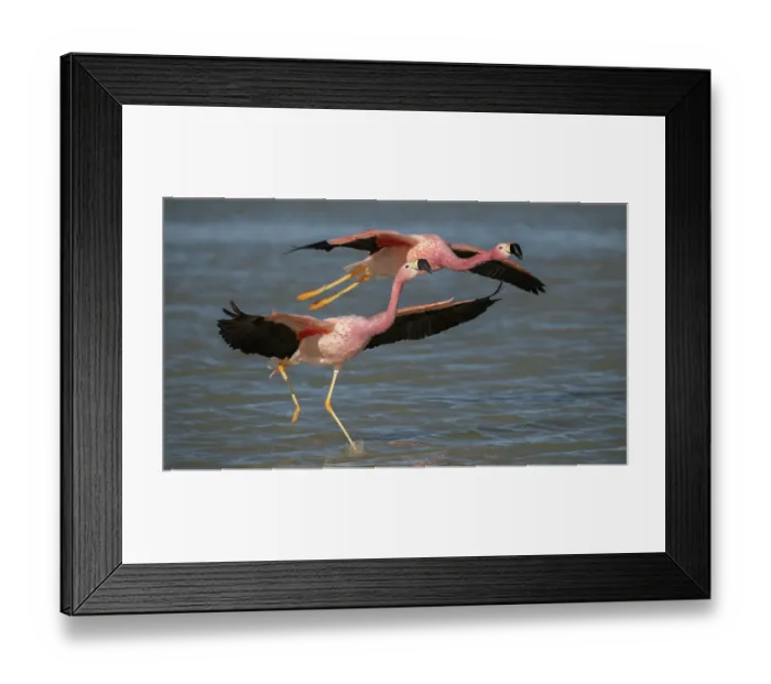 Framed Print : Two Andean flamingos (Phoenicoparrus andinus) taking flight from lake, Laguna Hedionda, Altiplano, Bolivia Framed Print : Two Andean flamingos (Phoenicoparrus andinus) taking flight from lake, Laguna Hedionda, Altiplano, Bolivia