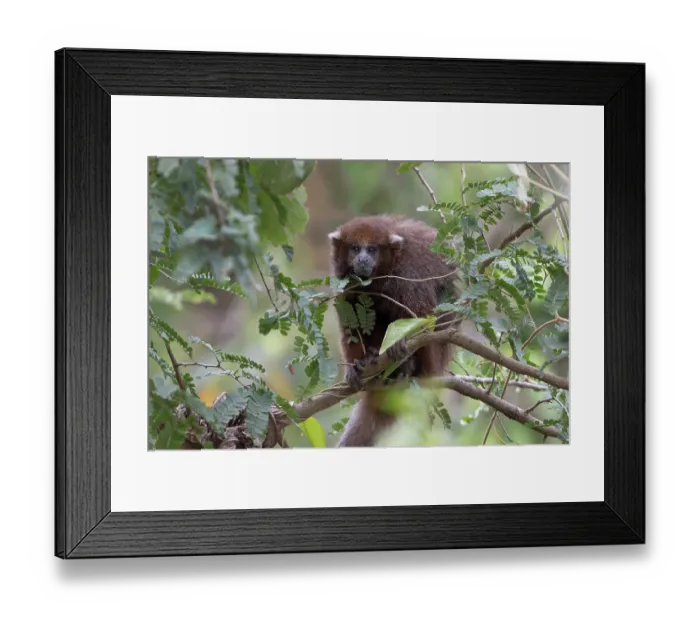 Framed Print : Rio Beni titi monkey (Plecturocebus modestus) sitting in tree, Aguaisal, El Beni, Bolivia. Endangered Framed Print : Rio Beni titi monkey (Plecturocebus modestus) sitting in tree, Aguaisal, El Beni, Bolivia. Endangered