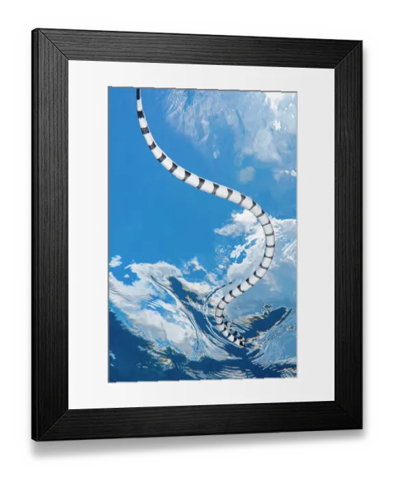 Framed Print : Banded sea krait (Laticauda colubrina) swimming close to the surface. Like all marine reptiles, sea snakes must come to the surface often to breathe air Framed Print : Banded sea krait (Laticauda colubrina) swimming close to the surface. Like all marine reptiles, sea snakes must come to the surface often to breathe air