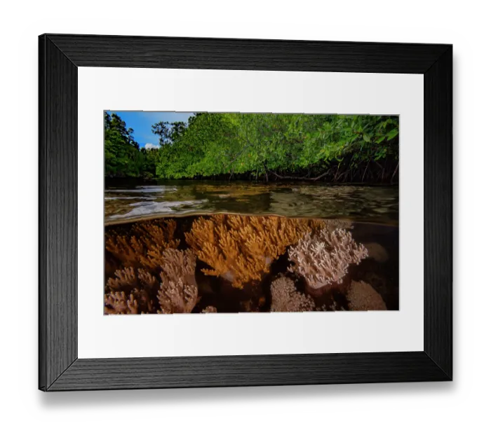 Framed Print : RF - Split level view of soft corals (Sinularia sp. and Xenia sp.) in shallow water with mangroves in the background. Raja Ampat, West Papua, Indonesia, Pacific Ocean Framed Print : RF - Split level view of soft corals (Sinularia sp. and Xenia sp.) in shallow water with mangroves in the background. Raja Ampat, West Papua, Indonesia, Pacific Ocean