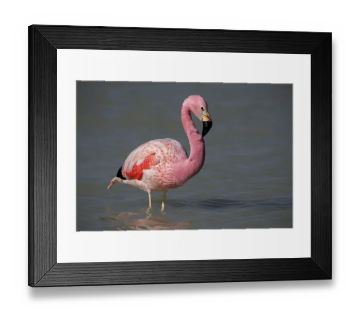 Framed Print : Andean flamingo (Phoenicoparrus andinus) standing in shallow water, Laguna Hedionda, Altiplano, Dep. Potosi, Bolivia Framed Print : Andean flamingo (Phoenicoparrus andinus) standing in shallow water, Laguna Hedionda, Altiplano, Dep. Potosi, Bolivia