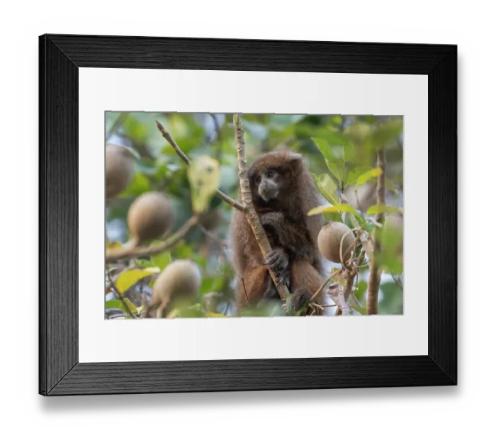 Framed Print : Rio Beni titi monkey (Plecturocebus modestus) sitting in tree, Aguaisal, El Beni, Bolivia. Endangered Framed Print : Rio Beni titi monkey (Plecturocebus modestus) sitting in tree, Aguaisal, El Beni, Bolivia. Endangered