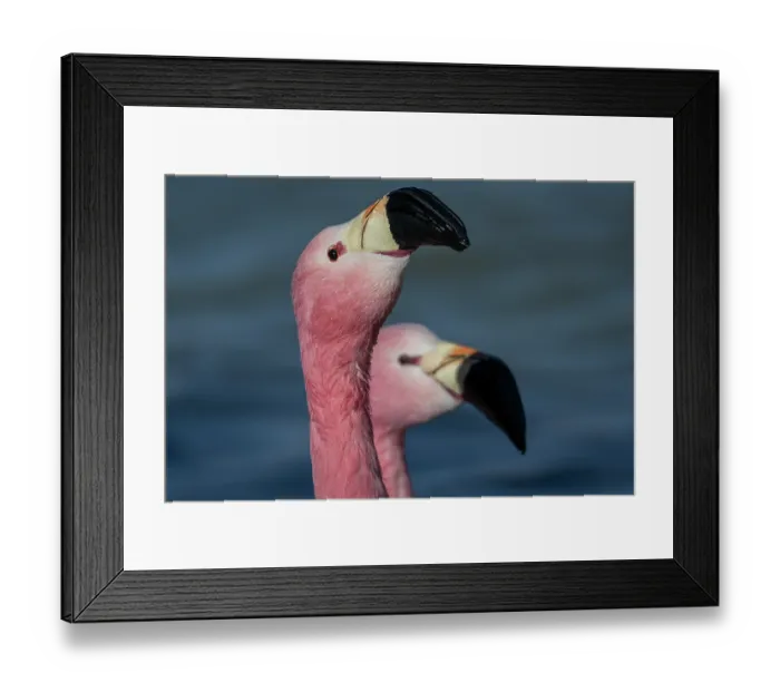 Framed Print : Two Andean flamingos (Phoenicoparrus andinus) head portrait, Laguna Hedionda, Altiplano, Bolivia Framed Print : Two Andean flamingos (Phoenicoparrus andinus) head portrait, Laguna Hedionda, Altiplano, Bolivia