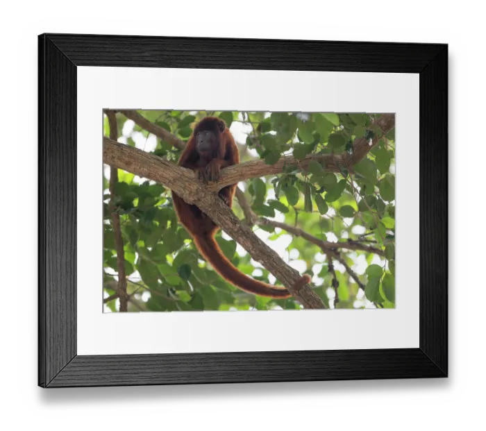 Framed Print : Bolivian red howler (Alouatta sara) sitting in tree, Pampas del Yacuma, El Beni, Bolivia
