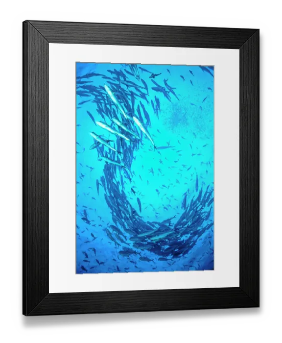 Framed Print : RF - Streaming Bigeye jacks (Caranx sexfasciatus) with unidentified smaller fish in the background, Cocos Island, Costa Rica, Pacific Ocean Framed Print : RF - Streaming Bigeye jacks (Caranx sexfasciatus) with unidentified smaller fish in the background, Cocos Island, Costa Rica, Pacific Ocean