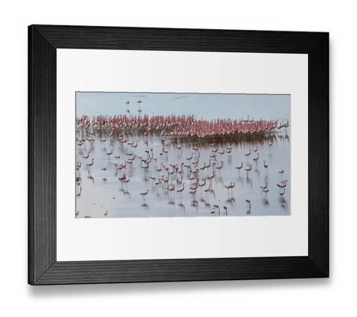 Framed Print : Andean flamingos (Phoenicoparrus andinus) flock standing in shallow water, displaying, Laguna Colorada, Eduardo Avaroa Andean Fauna National Reserve, Bolivia Framed Print : Andean flamingos (Phoenicoparrus andinus) flock standing in shallow water, displaying, Laguna Colorada, Eduardo Avaroa Andean Fauna National Reserve, Bolivia