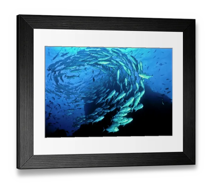 Framed Print : RF - Schooling Bigeye jacks (Caranx sexfasciatus), Cocos Island, Costa Rica, Pacific Ocean. (This image may be licensed either as rights managed or royalty free.) Framed Print : RF - Schooling Bigeye jacks (Caranx sexfasciatus), Cocos Island, Costa Rica, Pacific Ocean. (This image may be licensed either as rights managed or royalty free.)