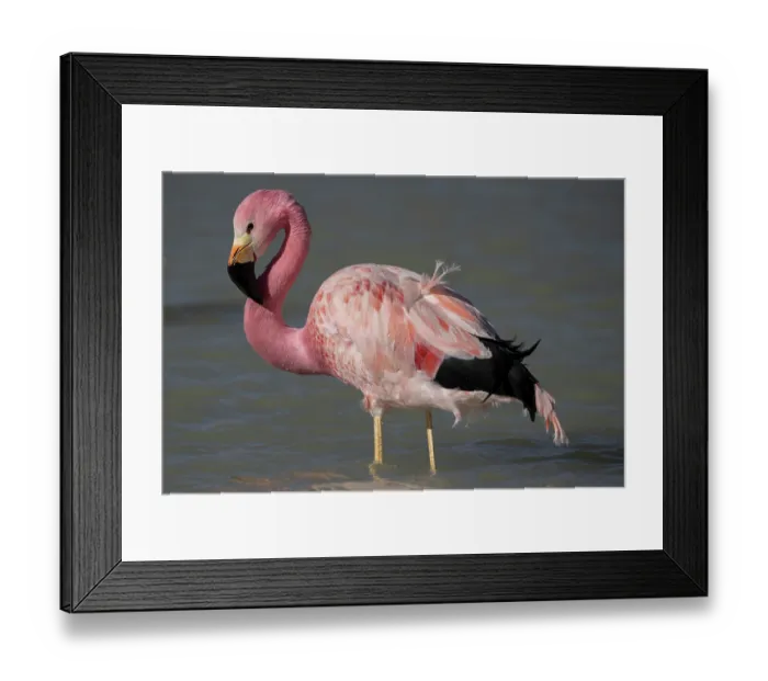 Framed Print : Andean flamingo (Phoenicoparrus andinus) standing in shallow water, Laguna Hedionda, Altiplano, Dep. Potosi, Bolivia Framed Print : Andean flamingo (Phoenicoparrus andinus) standing in shallow water, Laguna Hedionda, Altiplano, Dep. Potosi, Bolivia