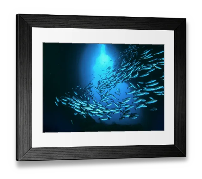 Framed Print : RF - Schooling Jordan's snappers (Lutjanus jordani) backlit swimming past underwater arch, Dos Amigos, Cocos Island, Costa Rica, Pacific Ocean Framed Print : RF - Schooling Jordan's snappers (Lutjanus jordani) backlit swimming past underwater arch, Dos Amigos, Cocos Island, Costa Rica, Pacific Ocean