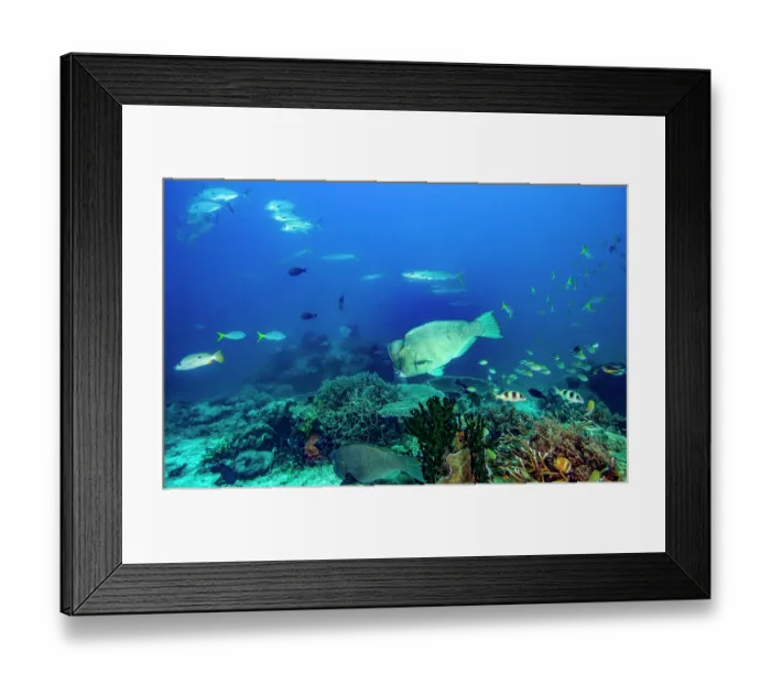 Framed Print : Coral reef scene with large number of fish species represented including Bumphead parrotfish (Bolbometopon muricatum), the largest member of the parrotfish family Framed Print : Coral reef scene with large number of fish species represented including Bumphead parrotfish (Bolbometopon muricatum), the largest member of the parrotfish family