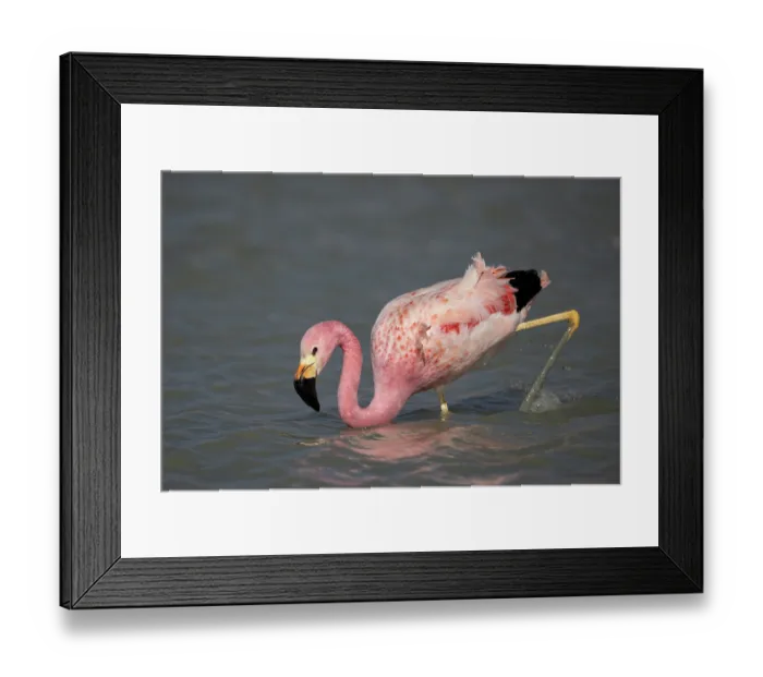 Framed Print : Andean flamingo (Phoenicoparrus andinus) wading in shallow water, Laguna Hedionda, Altiplano, Bolivia